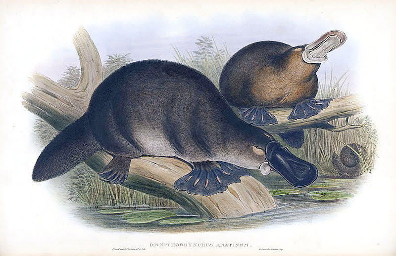 Platypus engraving 